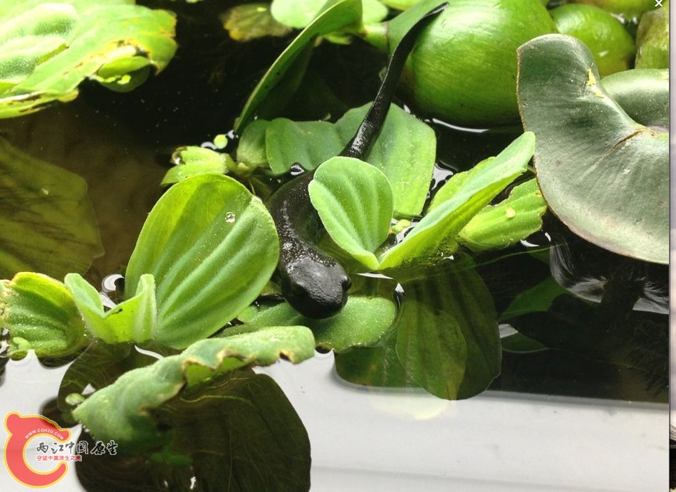 本来2只小蝾螈的，一只失踪了！！！