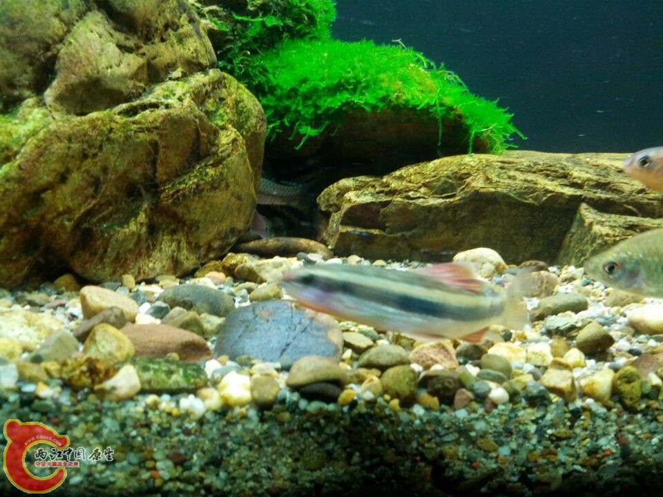 顺便来几个它的玩伴小泉