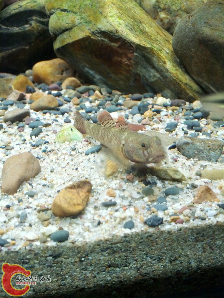 应要求来个正面