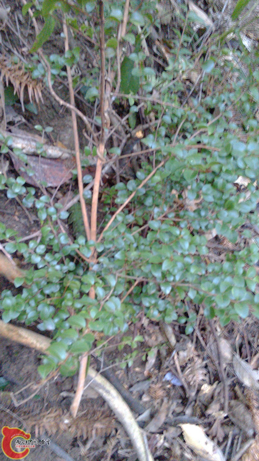 IMG_20140215_155930.jpg