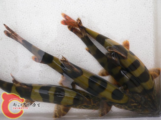 鳅4.jpg