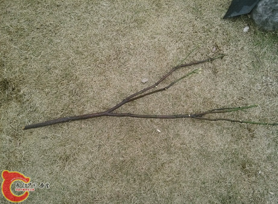 最后一张是树枝，也撇回来作个试验