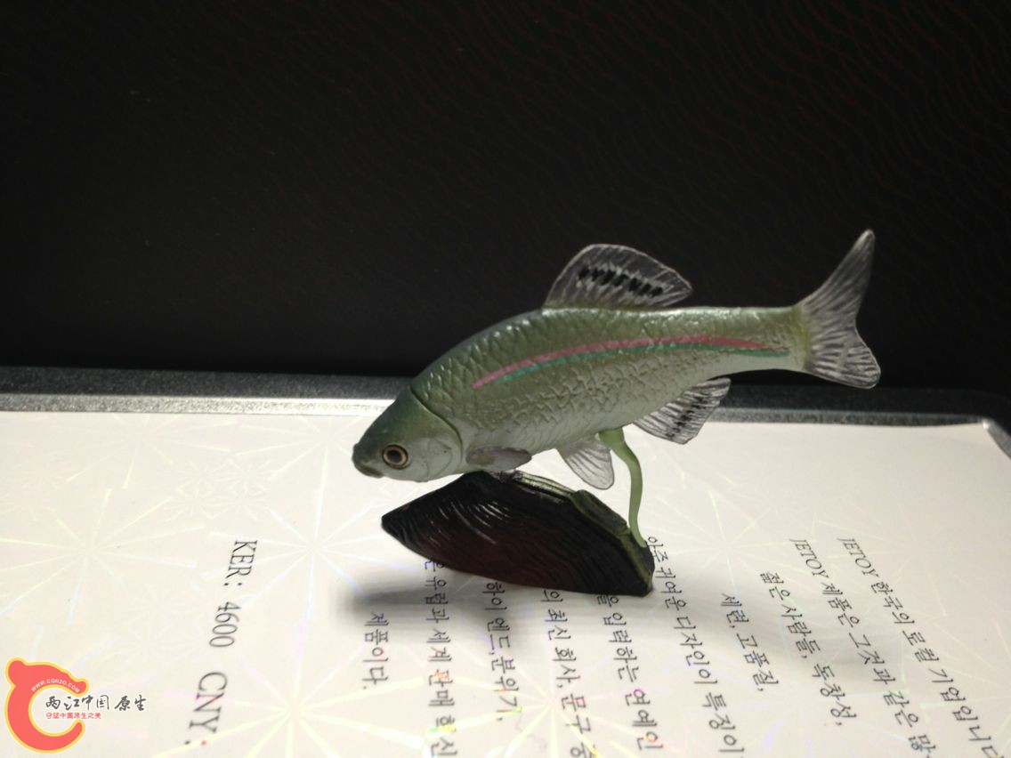 纵带鱊（红线）雌