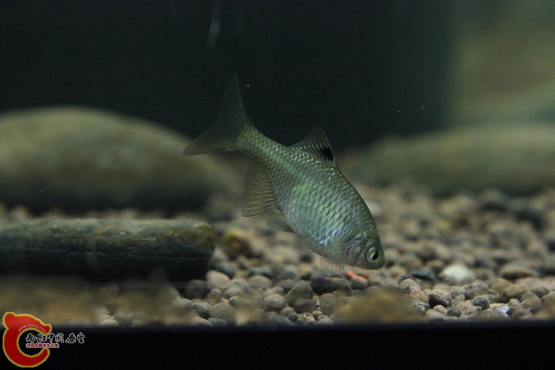 IMG_3155_副本.jpg