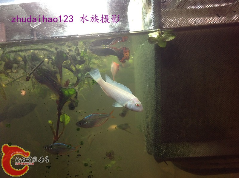 雪鲷.jpg