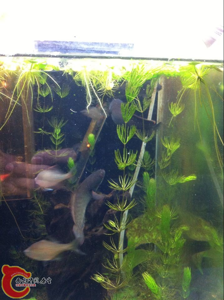 右上角那2条颜色非常艳老是在一起蹭来蹭去