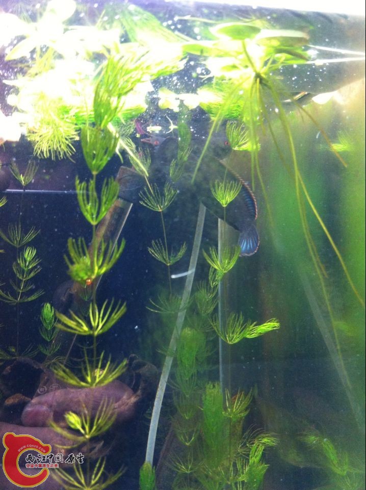 右上角那2条颜色非常艳老是在一起蹭来蹭去