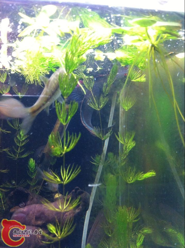 右上角那2条颜色非常艳老是在一起蹭来蹭去