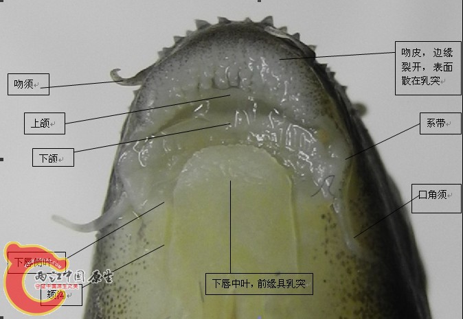 拟缨鱼标本口唇部.jpg