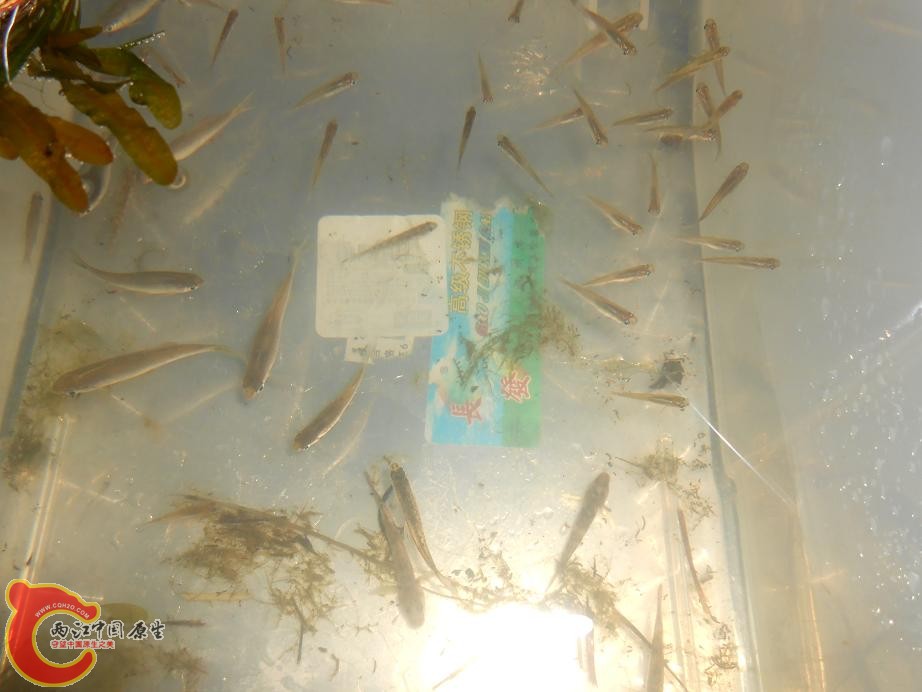 部分收获，太小分不清品种，有鰟鮍，虾虎，