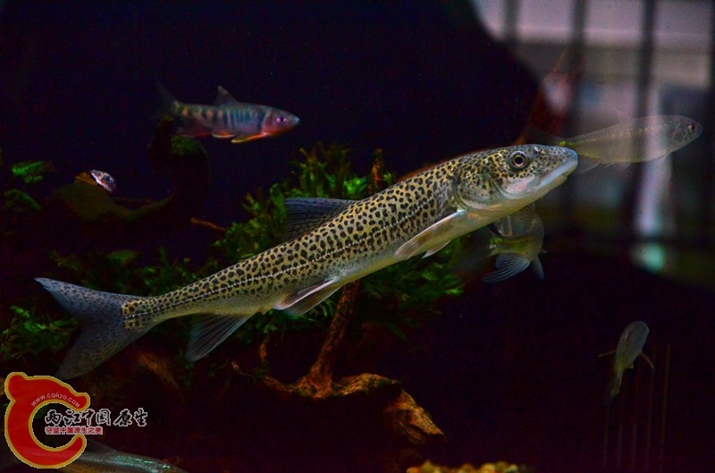 DSC_8765_副本.jpg