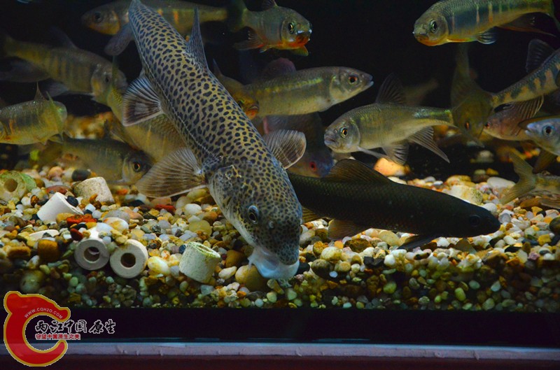 DSC_8971_副本.jpg