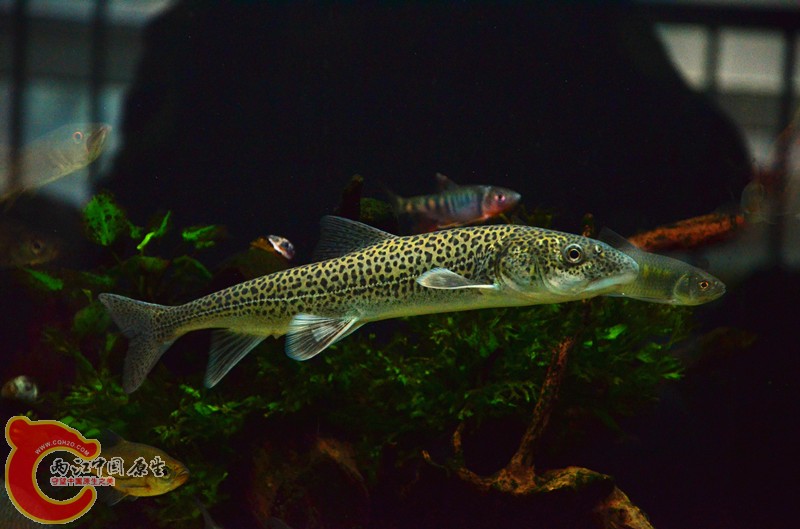 DSC_8764_副本.jpg