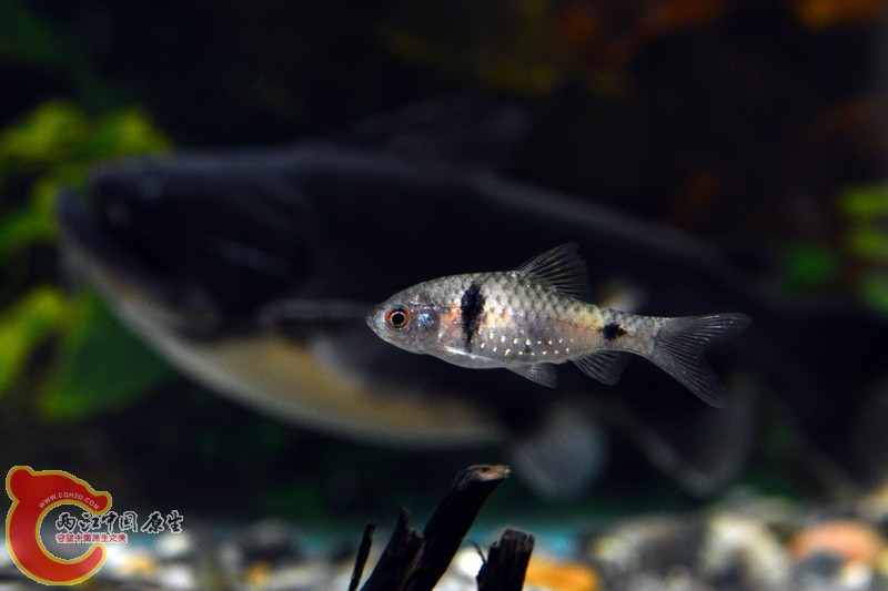 dsc_8386_副本.jpg