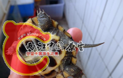 QQ浏览器截屏未命名jj.png