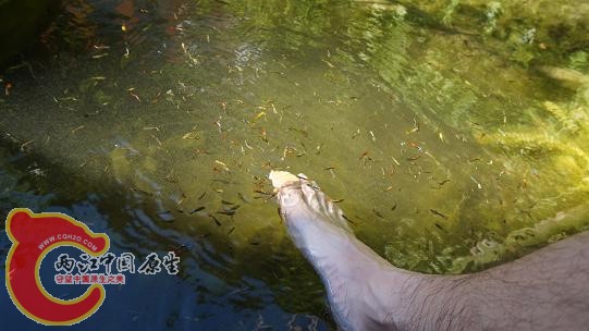 泰国恋脚癖的鱼 (2).JPG