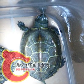 这只稍微好点
