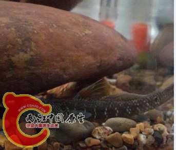 类丝鳍 照的不清楚