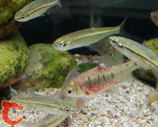 肚子发红了 是要发色的节奏吗