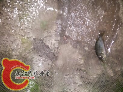 罗非鱼已经无敌了，到处都是