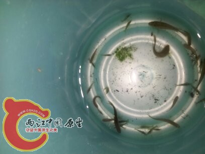 有两条小国斗