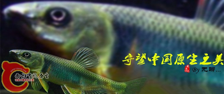 鱲 本_副本_副本.jpg