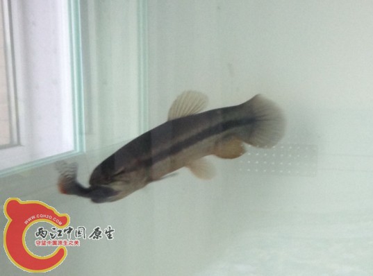 最后1条也给吃了