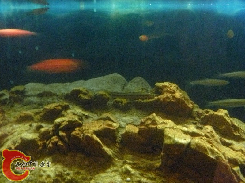 P1020433.JPG