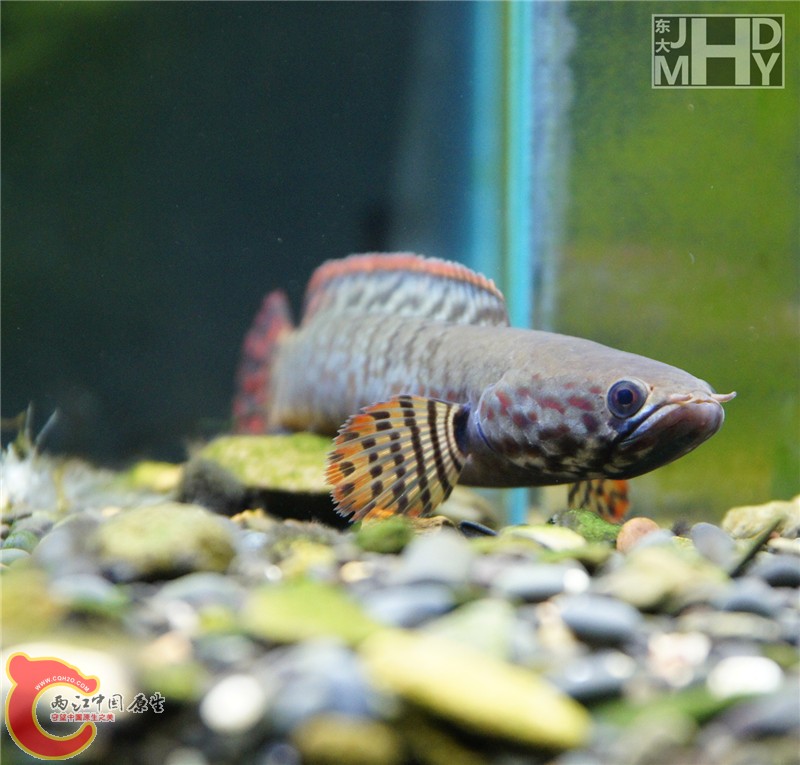 _DSC0401_副本_副本.jpg