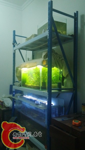 先来一张鱼缸的架子中间是热带鱼 上下都是原生鱼