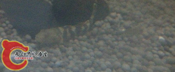 某虾虎  在下面的鱼缸