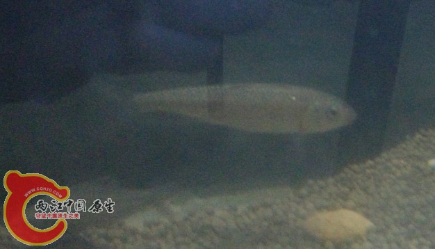 某鬣  养了3年 都没有长出个样子