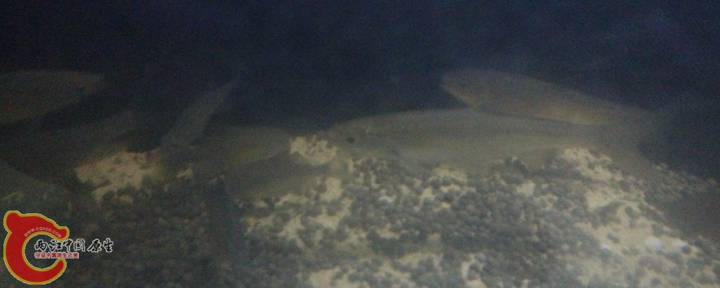 一群 白条 旁皮 和某鬣