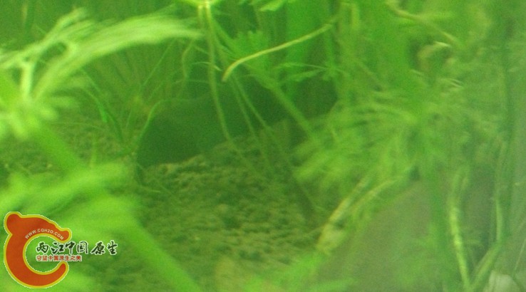 某条躲起来的象鼻