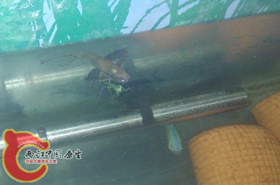 某蝴蝶 和某蓝叉