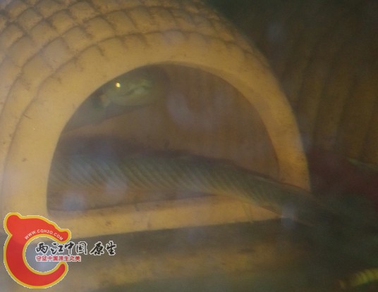 某“蛇”  草绳恐龙1