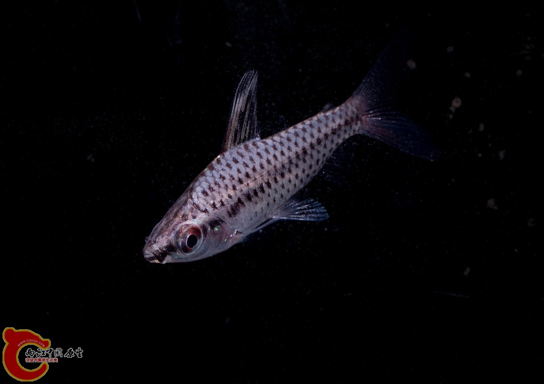 DSC02528_副本.jpg