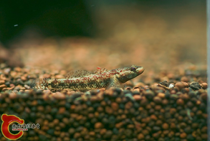 这只不知道公母