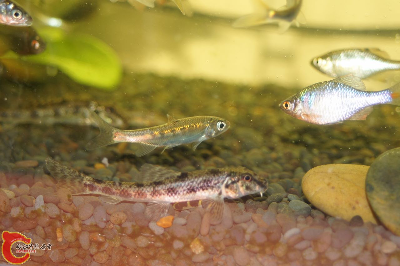 DSC03728 (1280x851).jpg