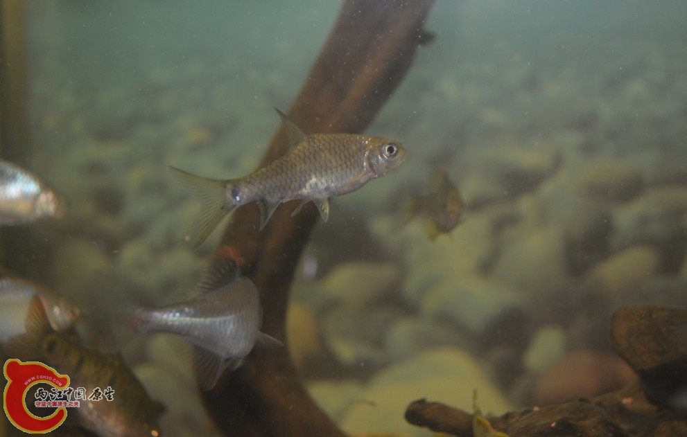 鲃3.jpg