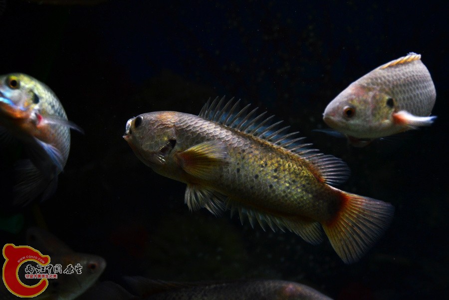 DSC_2009.jpg