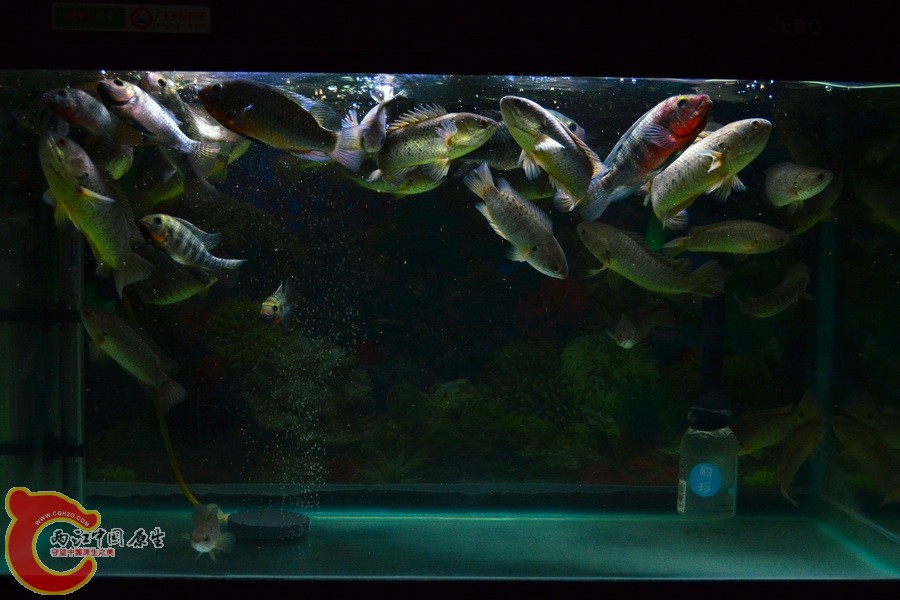 DSC_2060.jpg