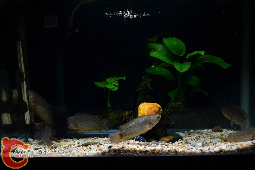 DSC_2102.jpg