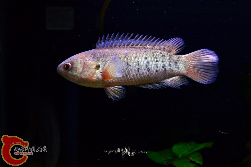 DSC_2108.jpg