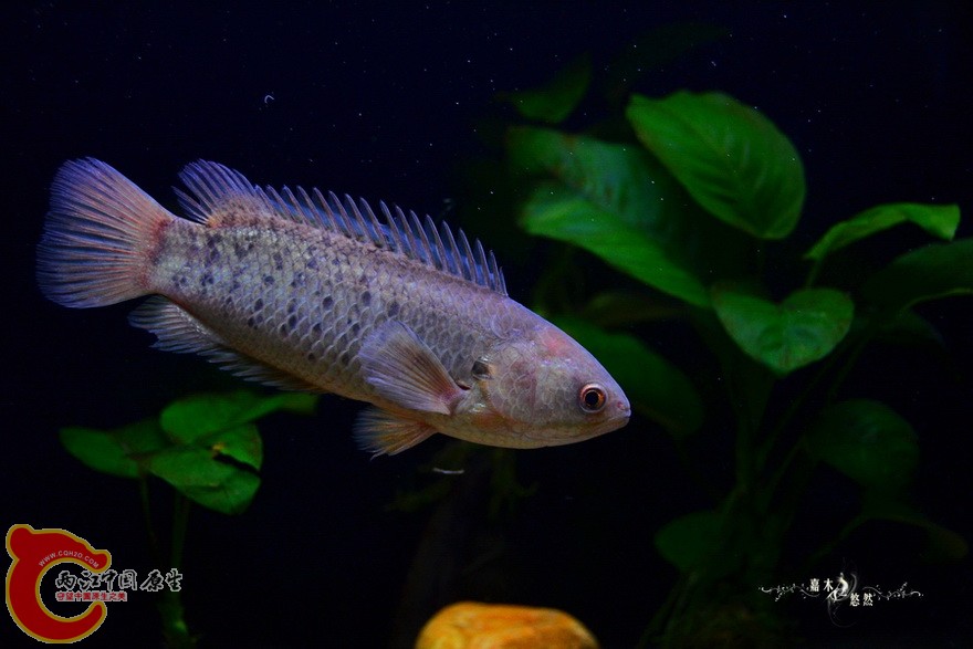 DSC_2110.jpg