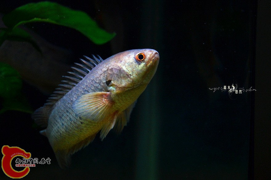 DSC_2136.jpg