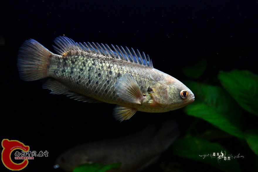 DSC_2140.jpg