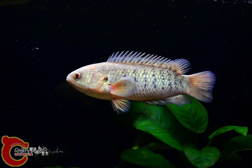 DSC_2145.jpg