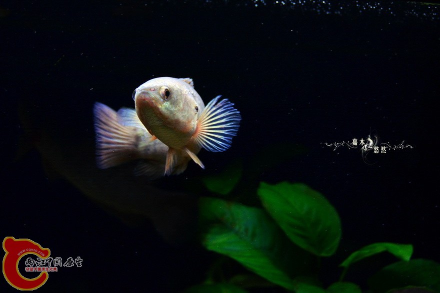 DSC_2154.jpg