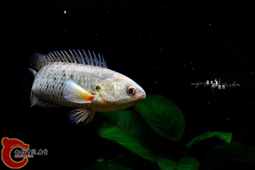 DSC_2159.jpg